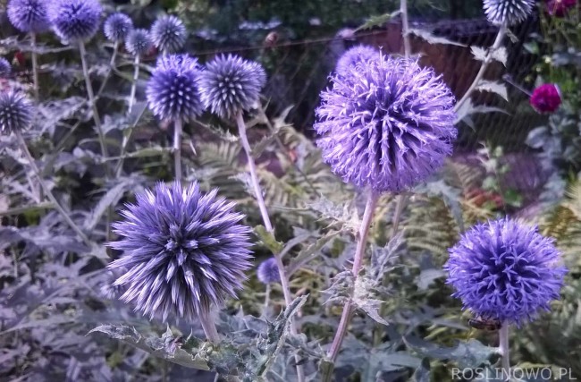 Przegorzan pospolity  (Echinops ritro)