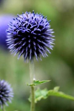 Przegorzan pospolity 'Veitch's Blue' (Echinops ritro)