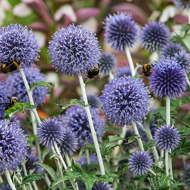 Przegorzan pospolity 'Veitch's Blue' (Echinops ritro)