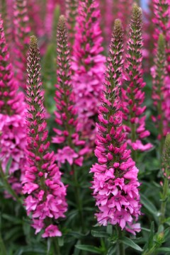 Przetacznik długolistny 'Aspire' (Veronica longifolia)