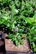 Przetacznik długolistny 'Marietta' (Veronica Longifolia)