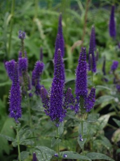 Przetacznik długolistny 'Marietta' (Veronica Longifolia)