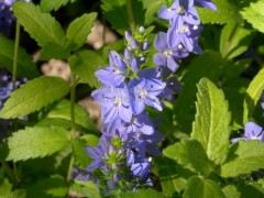 Przetacznik rozesłany ‘Aztec Gold’ (Veronica prostrata)