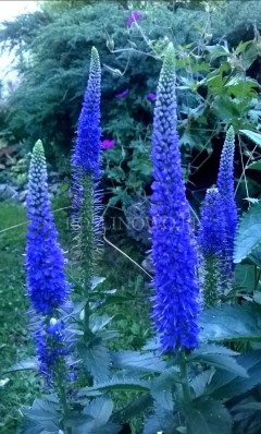 Przetacznik długolistny 'First Glory' (Veronica longifolia) zestaw 10 sadzonek