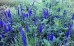 Przetacznik długolistny 'First Glory' (Veronica longifolia) zestaw 10 sadzonek