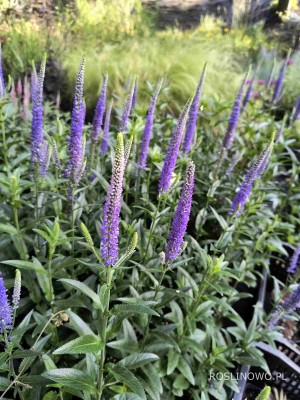 Przetacznik długolistny 'First Glory' (Veronica longifolia) zestaw 10 sadzonek