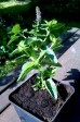 Przetacznik długolistny 'First Glory' (Veronica longifolia) 