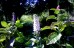 Przetacznik długolistny 'First Lady' (Veronica longifolia) zestaw 10 sadzonek