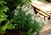 Przetacznik długolistny 'First Lady' (Veronica longifolia) 