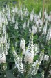 Przetacznik długolistny 'First Lady' (Veronica longifolia) zestaw 10 sadzonek
