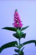 Przetacznik długolistny 'First Love' (Veronica longifolia) zestaw 10 sadzonek