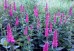 Przetacznik długolistny 'First Love' (Veronica longifolia) zestaw 10 sadzonek