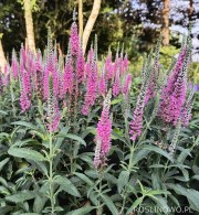 Przetacznik długolistny 'First Love' (Veronica longifolia)