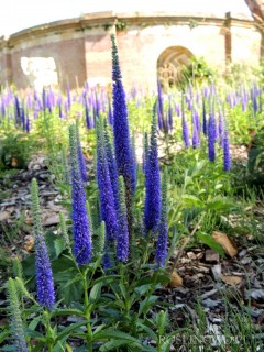 Przetacznik kłosowy 'Anniversary Blue' (Veronica spicata)