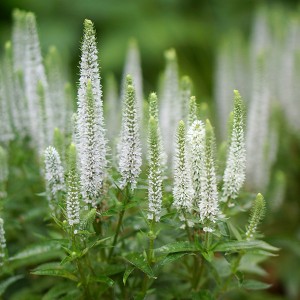 Przetacznik kłosowy 'Snow Candles' (Veronica spicata 'Snow Candles')