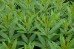 Przetacznikowiec wirginijski (Veronicastrum virginicum) zestaw 10 sadzonek