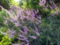 Przetacznikowiec wirginijski (Veronicastrum virginicum) zestaw 10 sadzonek