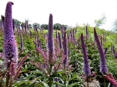 Przetacznikowiec wirginijski ‘Red Arrows’ (Veronicastrum virginicum)