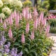 Przetacznikowiec wirginijski ‘Roseum’ (Veronicastrum virginicum)