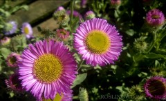 Przymiotno sine 'Sea breeze' (Erigeron glaucus)