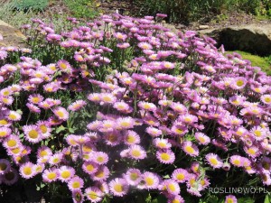 Przymiotno sine 'Sea breeze' (Erigeron glaucus)