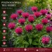 Pysznogłówka ‘Bee-Merry’ (Monarda) 