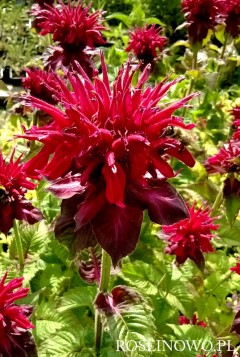 Pysznogłówka 'ogrodowa 'Fireball' (Monarda x hybrida)