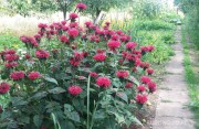 Pysznogłówka 'ogrodowa 'Fireball' (Monarda x hybrida)