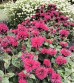 Pysznogłówka 'ogrodowa 'Fireball' (Monarda x hybrida) czerwona