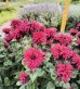 Pysznogłówka 'ogrodowa 'Fireball' (Monarda x hybrida) czerwona