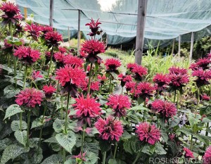 Pysznogłówka 'ogrodowa 'Fireball' (Monarda x hybrida) czerwona