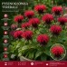 Pysznogłówka 'ogrodowa 'Fireball' (Monarda x hybrida) czerwona
