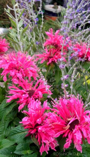 Pysznogłówka ‘Pink Lace’ (Monarda)