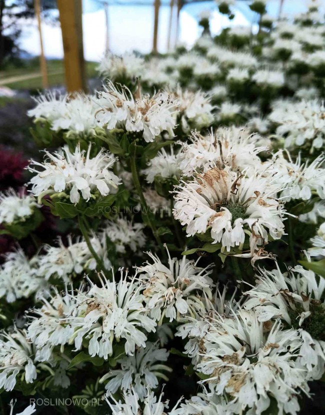 Pysznogłówka  'Schneewittchen' (Monarda hybrida)