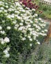 Pysznogłówka  'Schneewittchen' (Monarda hybrida)