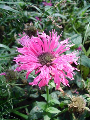 Pysznogłówka ‘Cranberry Lace’ (Monarda didyma ‘Cranberry Lace’)