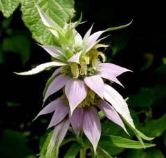 Pysznogłówka kropkowana (Monarda punctata)