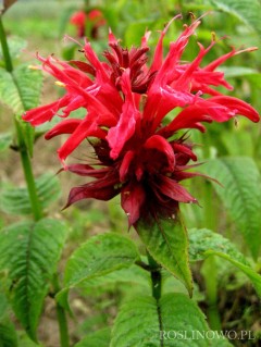 Pysznogłówka ogrodowa (Monarda x hybrida)