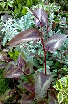 Rdest ‘Red Dragon’ (Persicaria microcephala 'Red Dragon')