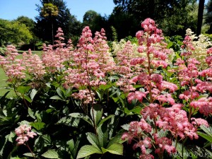 Rodgersja Henriciego (Rodgersia henrici)