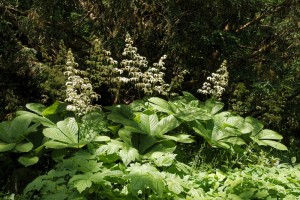 Rodgersja pierzasta 'White' (Rodgersia pinnata)