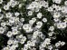 Rogownica kutnerowata ‘Silberteppich’ (Cerastium tomentosum)