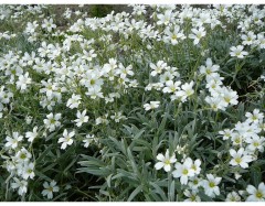 Rogownica kutnerowata ‘Silberteppich’ (Cerastium tomentosum)