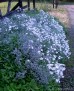 Rogownica kutnerowata ‘Silberteppich’ (Cerastium tomentosum)