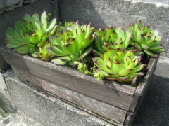 Rojnik sp. (Sempervivum sp.)