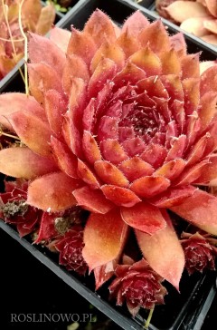 Rojnik 'Rubin' (Sempervivum x hybridum)