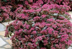 Rozchodnik Sunsparkler 'Dazzlebery' (Sedum Sunsparkler Duzzlebery)