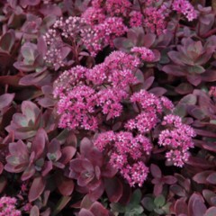 Rozchodnik Sunsparkler 'Firecracker' (Sedum Sunsparkler Firecracker)