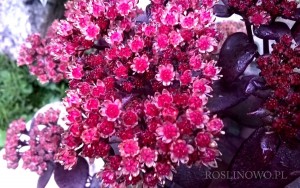 Rozchodnik  'Blue Pearl' (Sedum) SUNSPARKLER