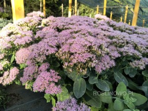 Rozchodnik okazały 'Brillant' (Sedum spectabile)